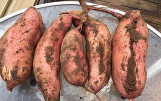 吃薯瓜,探寻地瓜的独特魅力