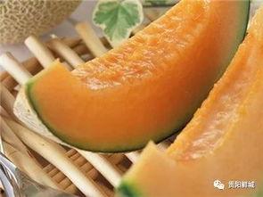 吃瓜爱吃哈密瓜,吃瓜爱好者的甜蜜诱惑