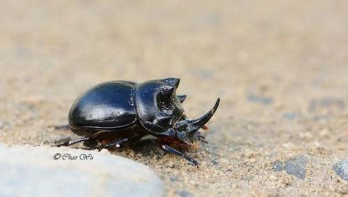 甲虫吃梨瓜吗,自然界的奇妙互动