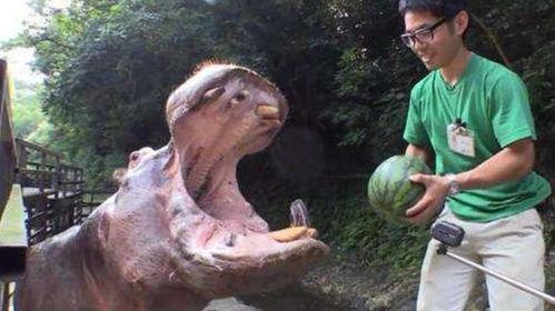 河马怎么吃瓜,揭秘热带动物独特饮食习惯