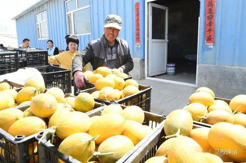 合作吃瓜比赛,合作吃瓜大赛欢乐竞技瞬间