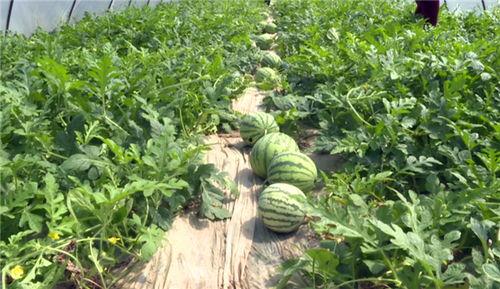 杭州最新吃瓜事件新闻,揭秘网络热议背后的真相