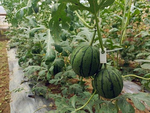 吃瓜51,网络热点的幕后故事