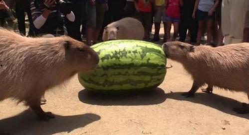 超强的吃瓜速度,揭秘娱乐圈最新猛料!