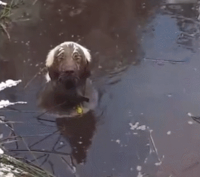 主人强行带狗吃瓜,宠物界的欢乐日常