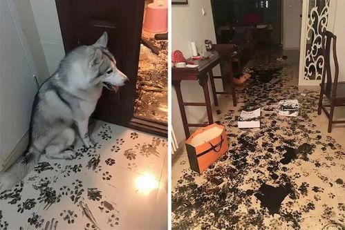 主人强行带狗吃瓜,宠物界的欢乐日常