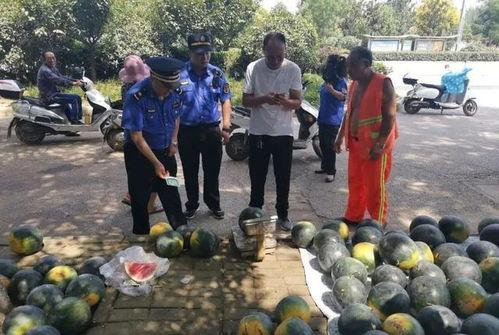 南阳吃瓜比赛事件,一场全民参与的夏日狂欢盛宴