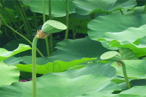 冬季吃哪些瓜菜,暖身滋补的瓜菜精选