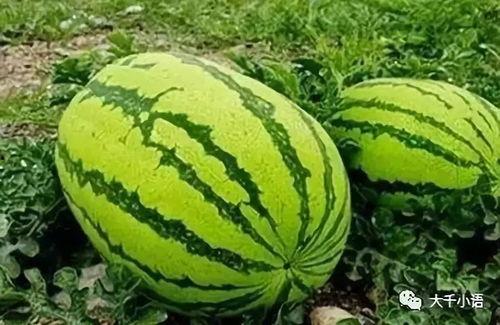 工商师范吃瓜,吃瓜群众揭秘校园热点事件