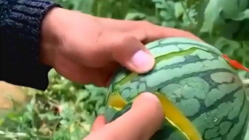 热门黄色吃瓜,热门黄色吃瓜事件深度解析