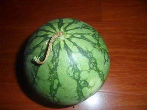 梦见挑瓜吃,揭秘挑瓜吃背后的寓意与启示