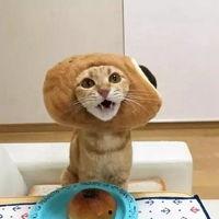 头像猫咪吃瓜图片,猫咪版“瓜界风云”