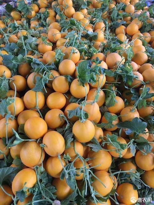 吃九红瑞瓜,探寻古老传说中的神秘瓜果