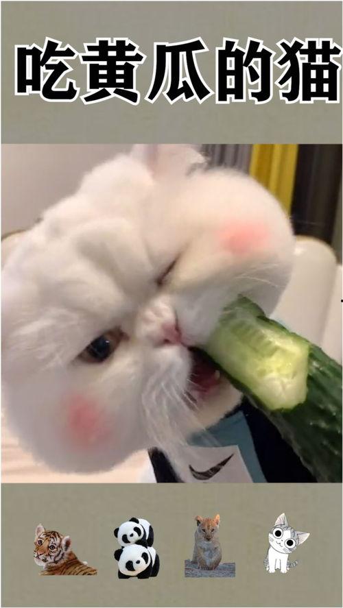 猫吃刺瓜